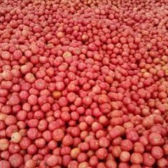 2015秋季中喷西红柿大量上市