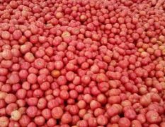 2015秋季中喷西红柿大量上市