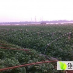 2015滕州土豆值得出手