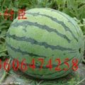 山东安丘京欣：红沙沟李付臣