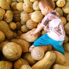 广西扶绥县金韩密本南瓜