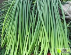 金乡卜集宋红伟4月蒜薹