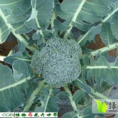 肥城西兰花即将上市