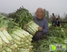 山东郯城福建飞桥紫叶香莴苣质量上乘