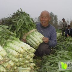 山东郯城福建飞桥紫叶香莴苣质量上乘