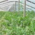 睢宁魏集镇4月京欣西瓜