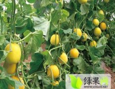 2015青州早熟白瓜现已上市
