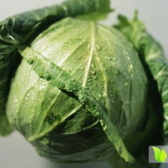 潍坊市青州早春甘蓝开始上市