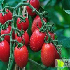 河南圣女果滑县圣女果基地圣女果万亩种植基地