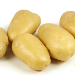 肥城桃园郭如意4月荷兰十五土豆