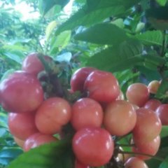 大荔北黄樊4月红灯樱桃