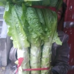 2015华县莴苣已经上市…颜色好