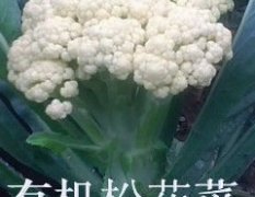 江苏沛县白面青梗松花菜菜花名优产品