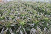郯城莴苣逐渐升温红花谢飞虎诚信合作