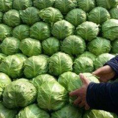 大量供应甘蓝量大质量好价格稳有需要的联系我