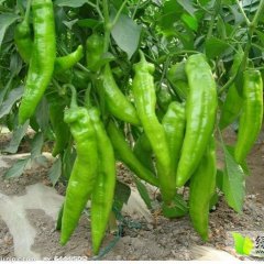 海伦伦河杨博翔7月牛角椒辣椒