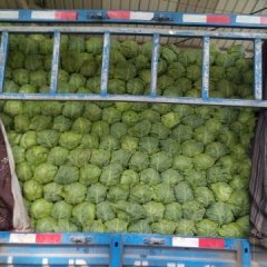 郯城刘西虎甘蓝绿色无公害红花诚信合作