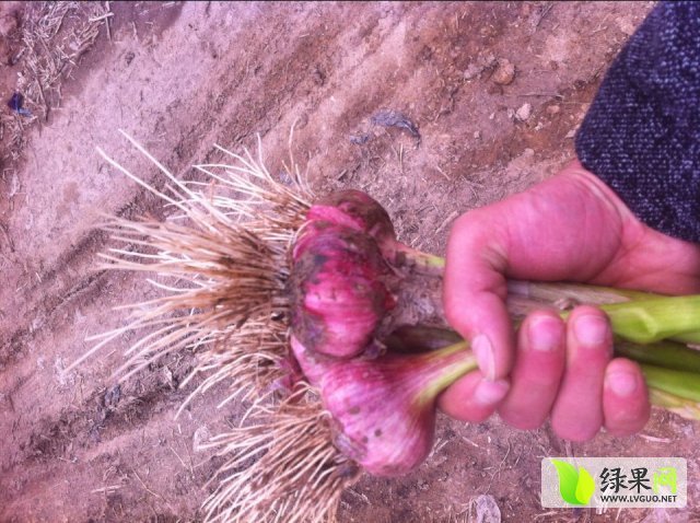 2015年河南中牟杂交蒜价格