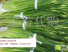 蒜薹 蒜苔山东济南蒜苔蒜薹火爆招商中