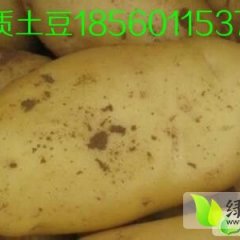 店子土豆质量好价格低