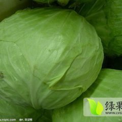 保定洋白菜名扬天下蠡县辛先生诚信合作