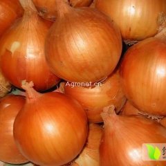 河南新野黄皮洋葱名扬天下