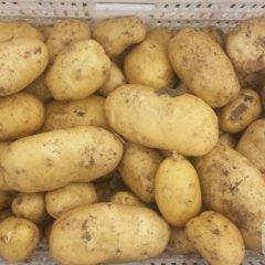 山东平度荷兰十五：张戈庄孙陈强