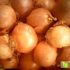 新野黄皮洋葱