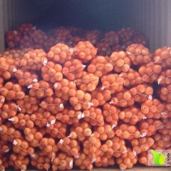 新野洋葱聚焦市场樊集卢永胜诚信合作