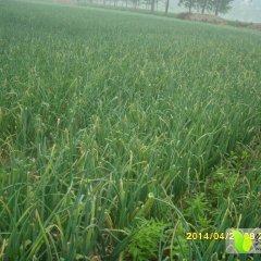 郯城归昌杨硕5月紫皮洋葱