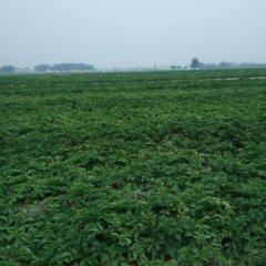 山东滕州荷兰十五土豆是名优特产