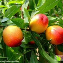 鲅鱼圈油桃聚焦市场,熊岳佟德海诚信合作