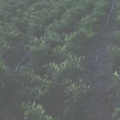 郸城张完乡6月野山椒辣椒