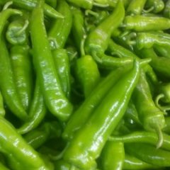 山东东昌府金牛角辣椒火热上市