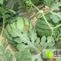 德宏陇川甜王西瓜成熟了，快来采购吧