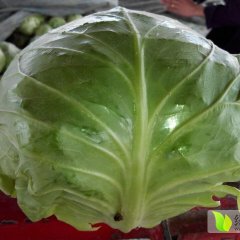 金乡甘蓝大量上市