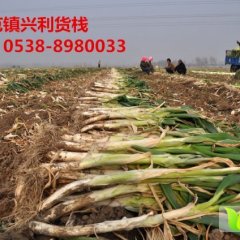 岱岳范镇刘兴利4月铁杆大葱