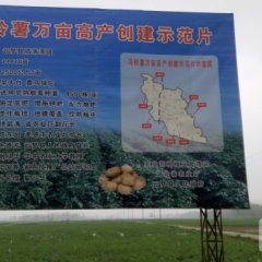 湖北云梦中薯系列土豆著名品牌