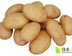 山东肥城荷兰十五土豆质量上乘