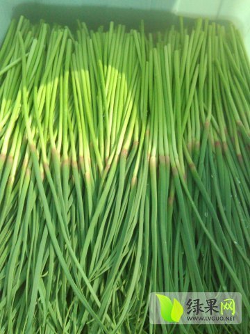 2015年河南中牟蒜薹价格