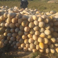 勐腊本人有500亩南瓜