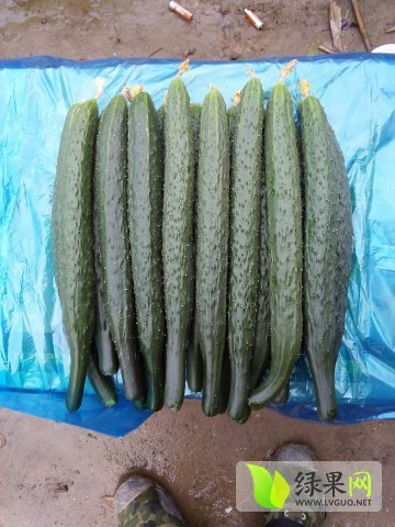 2015年河南夏邑德瑞特721黄瓜价格
