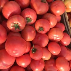 常年大量供应西红柿！！，等各种蔬菜