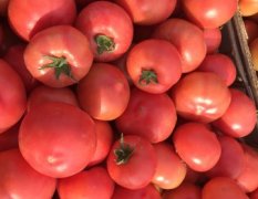 常年大量供应西红柿！！，等各种蔬菜