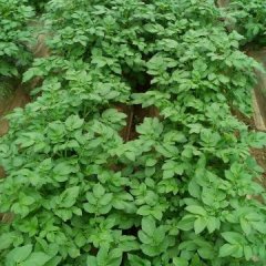 滕州土豆4月大量上市，个头大，光泽好