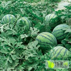 盈江西瓜假一赔十,太平李江诚信合作