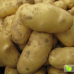 供应：大量优质土豆