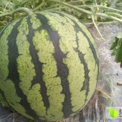 2015盈江西瓜即将上市