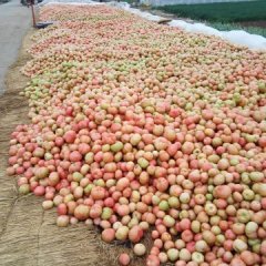 沭阳西红柿长势旺盛,大尖老张诚信合作