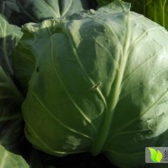 泾阳甘蓝早买早赚,安吴刘虎诚信合作